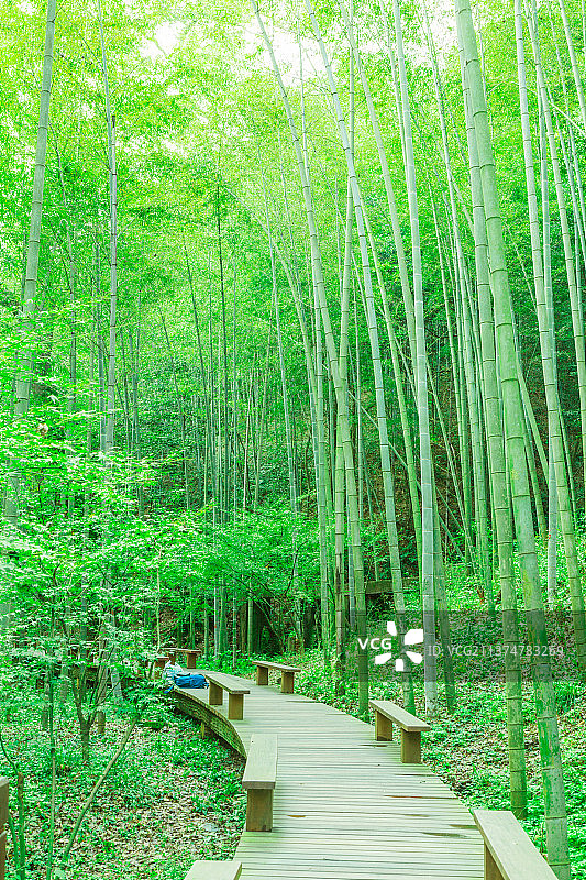 户外竹园绿竹林图片素材