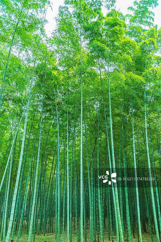 户外竹园绿竹林图片素材