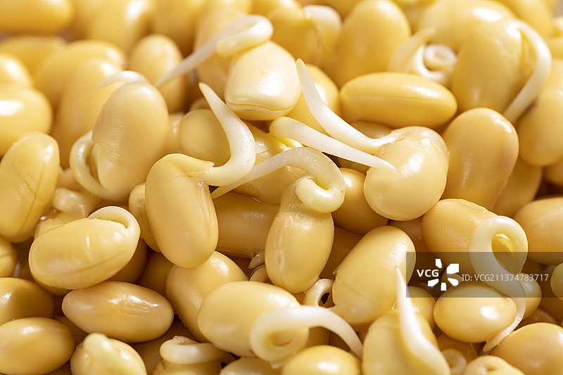 一盘黄豆芽摆放在桌面上特写图片素材