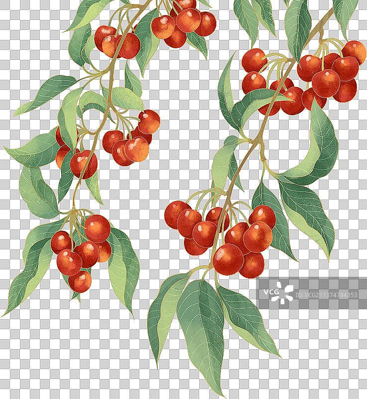 成熟的樱桃树枝水果包装国潮插画图片素材