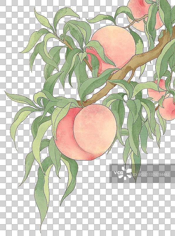 新鲜的水蜜桃桃子叶水果国潮水彩插画图片素材