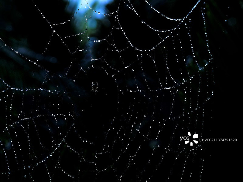 小蜘蛛.安全网络图片素材