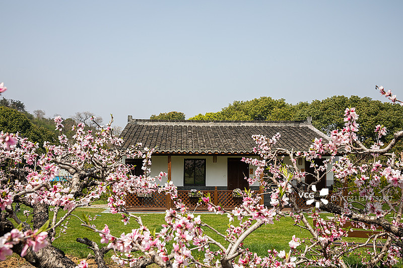 乡村桃林，桃园，乡村桃园风光，桃树，桃花图片素材