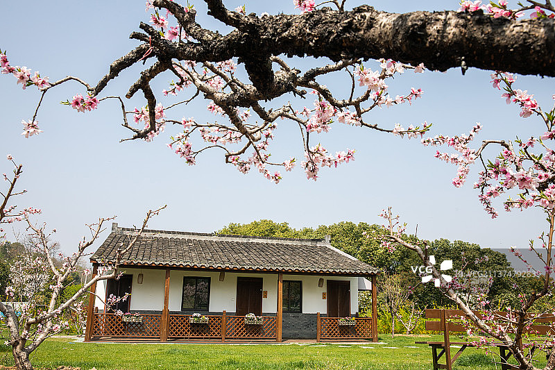 乡村桃林，桃园，乡村桃园风光，桃树，桃花图片素材