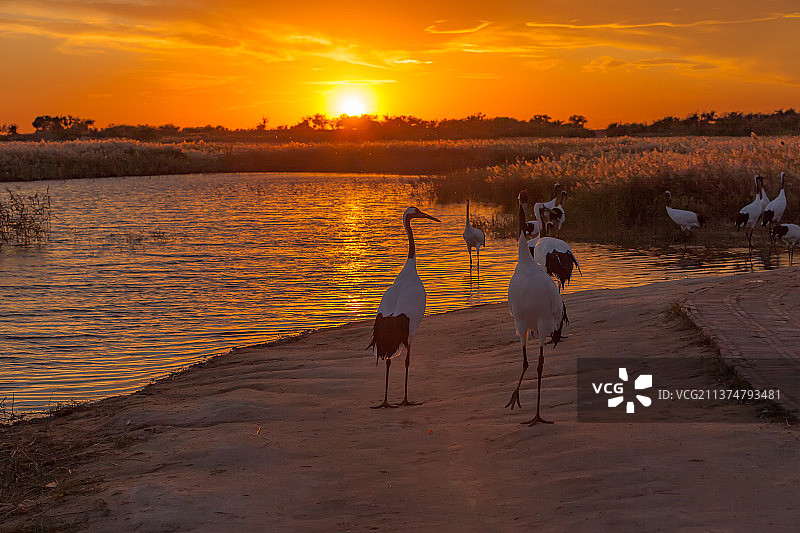 夕阳下的丹顶鹤图片素材