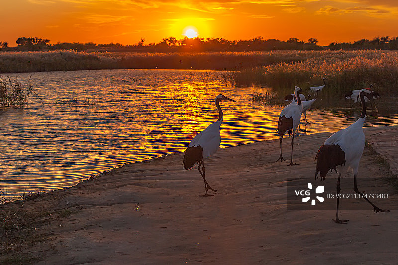 夕阳下的丹顶鹤图片素材