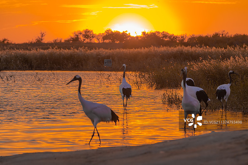 夕阳下的丹顶鹤图片素材