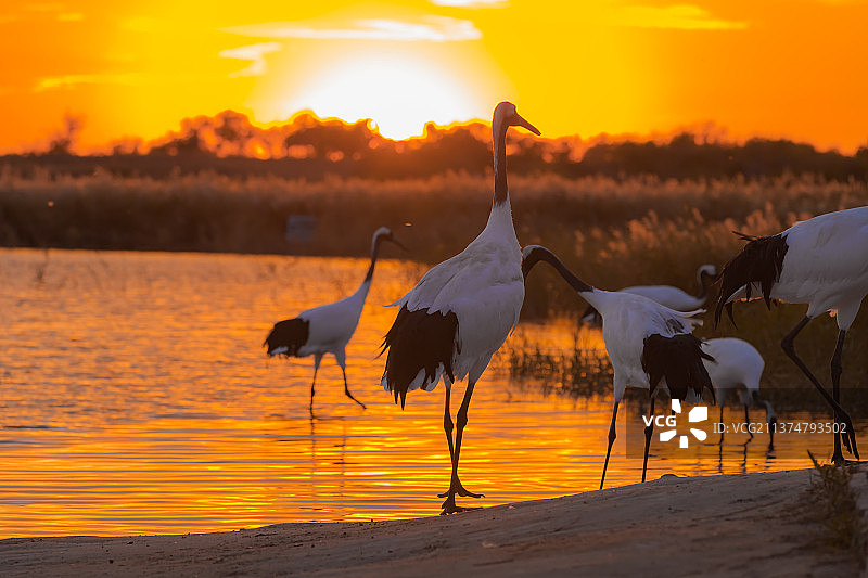 夕阳下的丹顶鹤图片素材