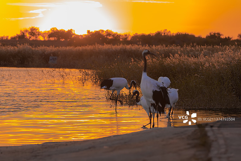 夕阳下的丹顶鹤图片素材