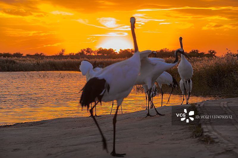 夕阳下的丹顶鹤图片素材