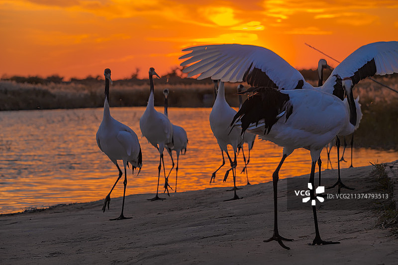 夕阳下的丹顶鹤图片素材