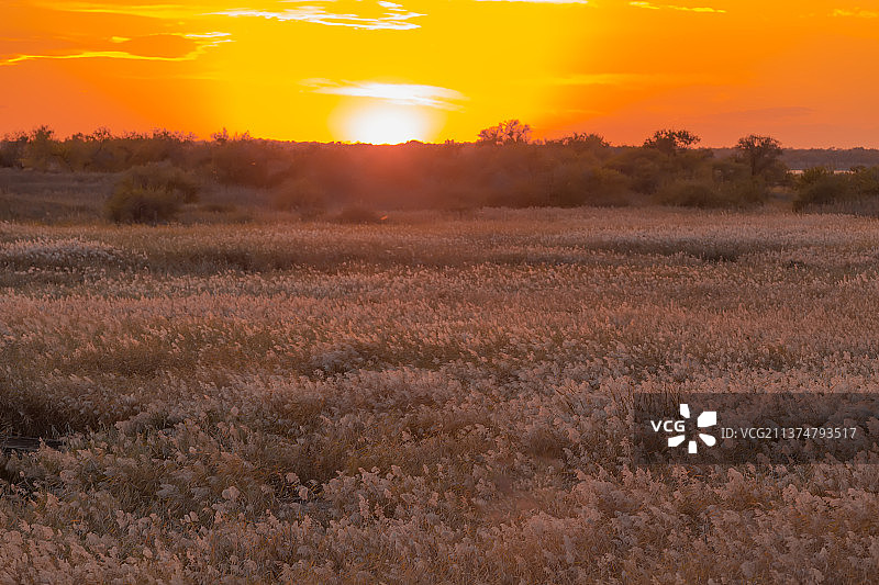夕阳下的丹顶鹤图片素材