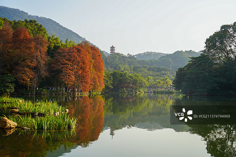 广东深圳罗湖仙湖植物园图片素材