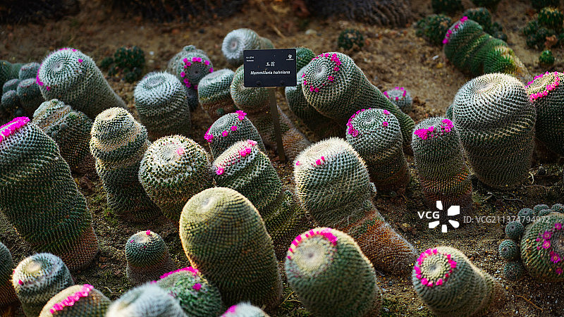 广东深圳罗湖仙湖植物园图片素材