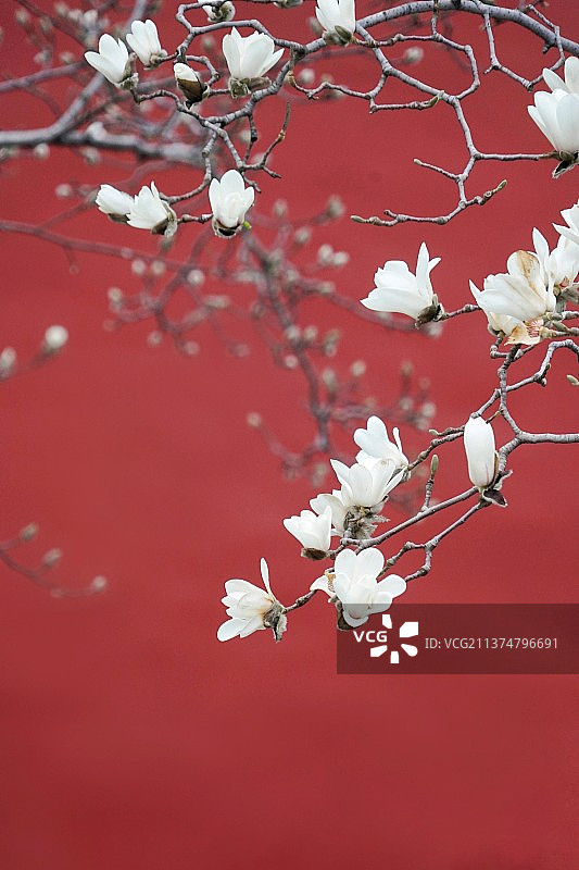 天坛斋宫红墙玉兰图片素材