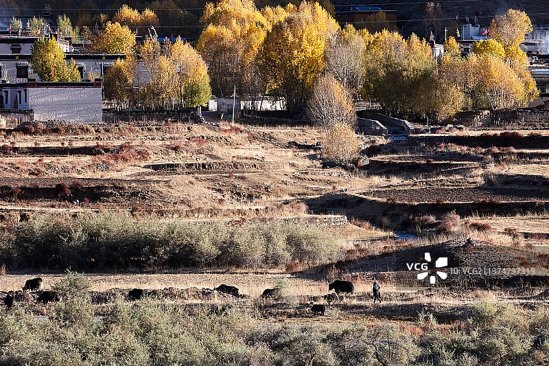 西藏日喀则市南木林县秋色中的放牧图片素材