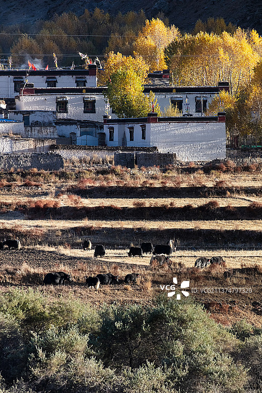 西藏日喀则市南木林县秋色中的放牧图片素材