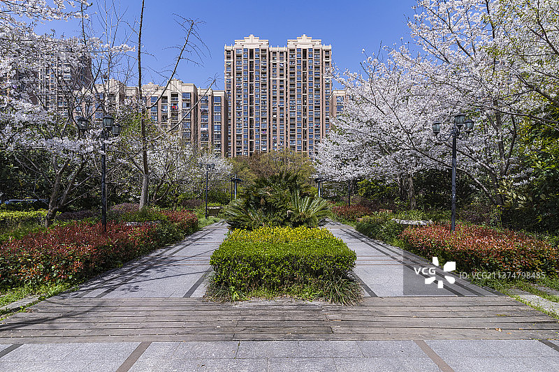 居民区公园中轴线对称樱花盛开春天图片素材