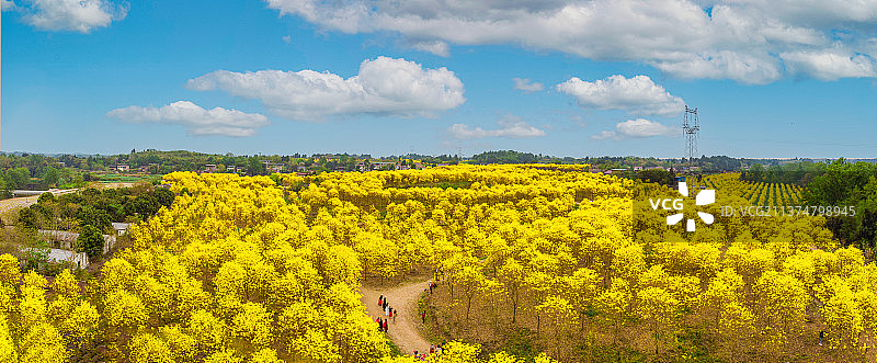 成都高滩坝 黄花风铃木图片素材
