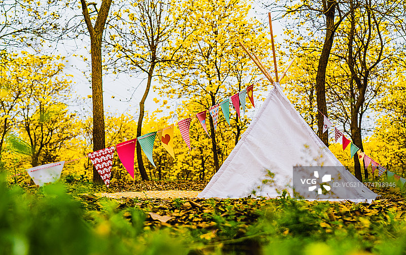 成都高滩坝 黄花风铃木图片素材