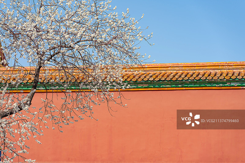 春天故宫红墙黄瓦满树梨花盛开图片素材