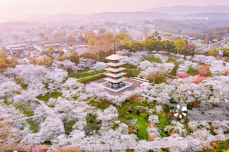 武汉东湖樱花园风光图片素材