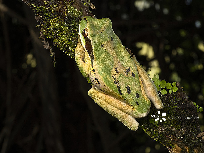 戴面具的树蛙图片素材