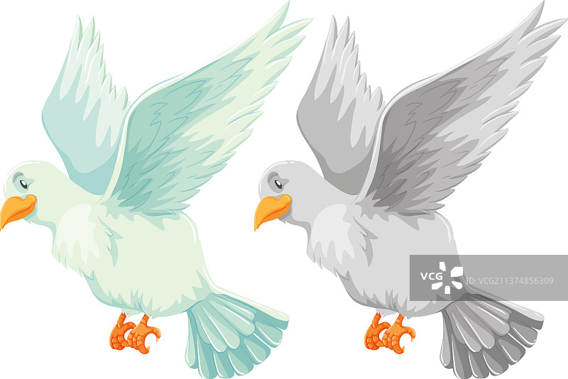 白色背景上的卡通白鸽图片素材