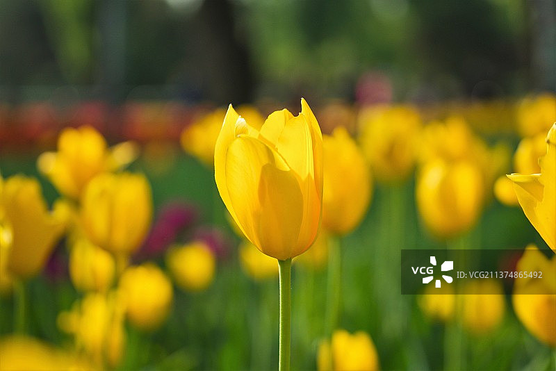 独立花群图片素材