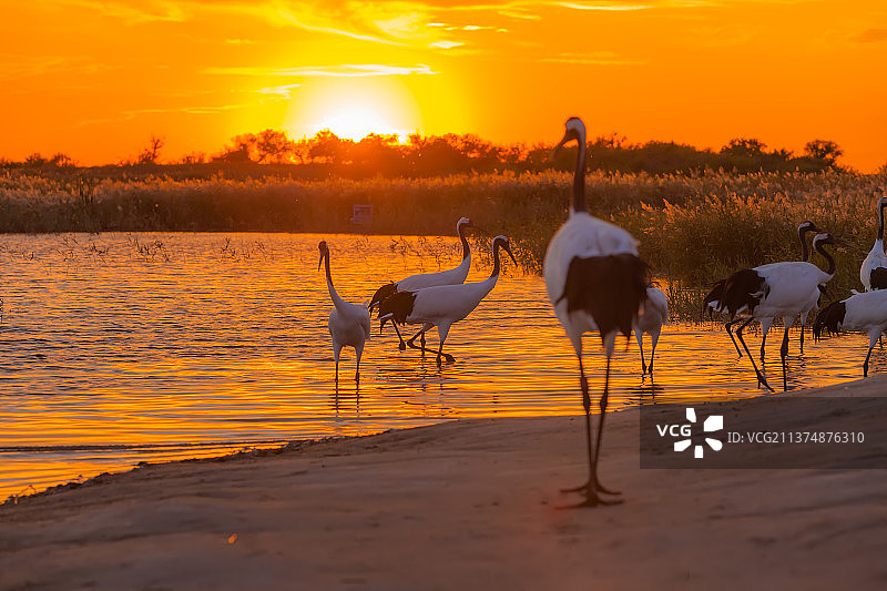 黄昏下的丹顶鹤图片素材