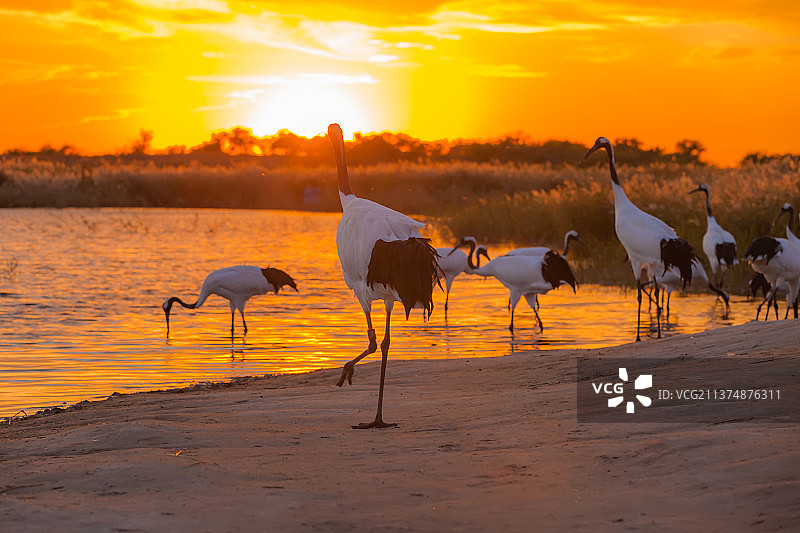 黄昏下的丹顶鹤图片素材