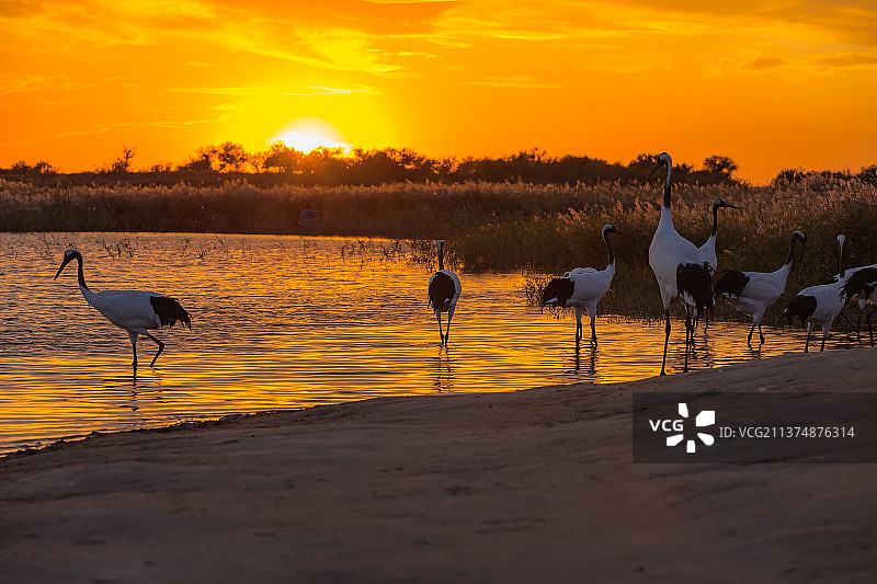 黄昏下的丹顶鹤图片素材