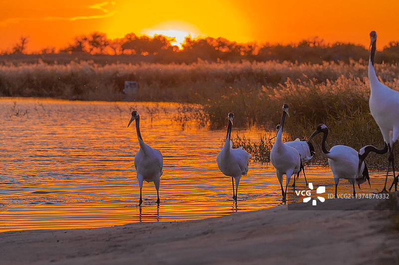 黄昏下的丹顶鹤图片素材