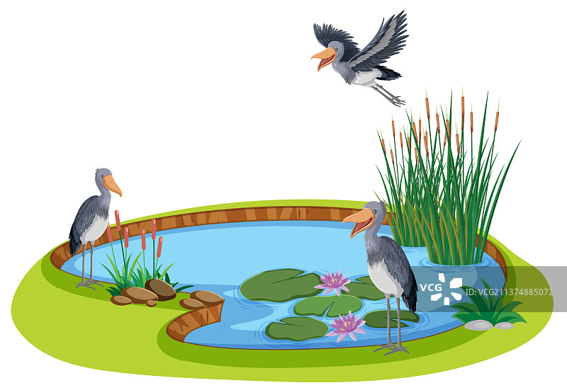 鲸头鹳与自然池塘图片素材