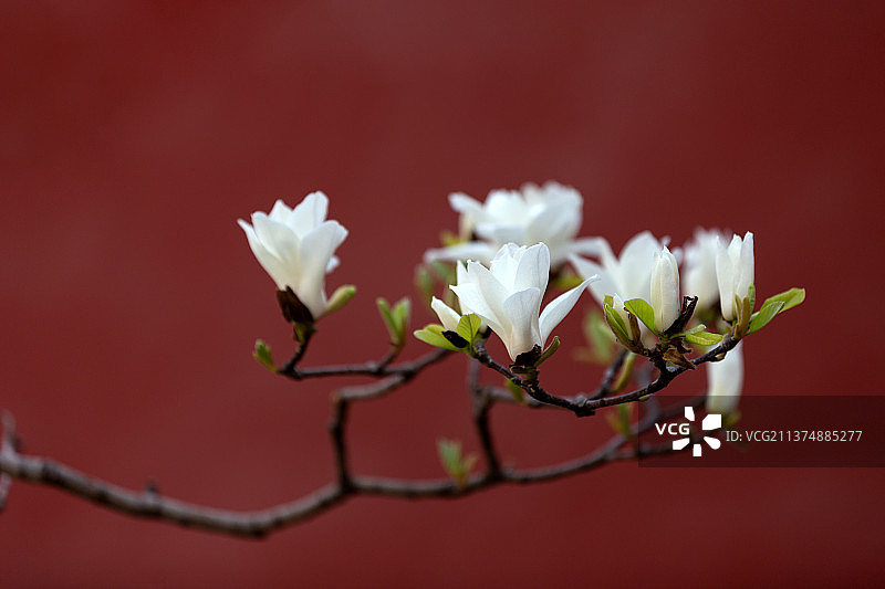 天坛斋宫红墙下的白玉兰图片素材