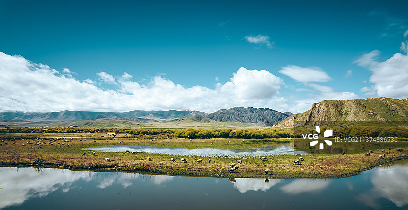 甘南湿地羊群图片素材
