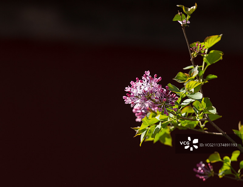 含苞待放的丁香花图片素材