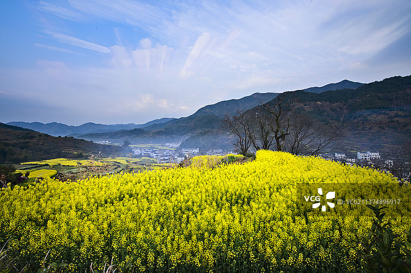 婺源岭脚菜花香图片素材