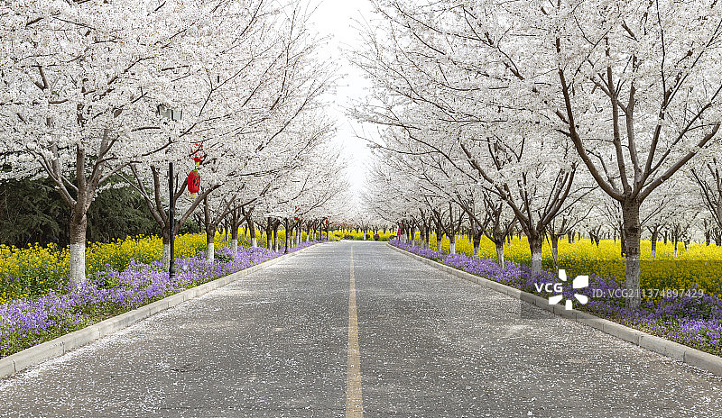 河南郑州市黄河滩古柏渡黄河旅游区丰乐樱花园图片素材