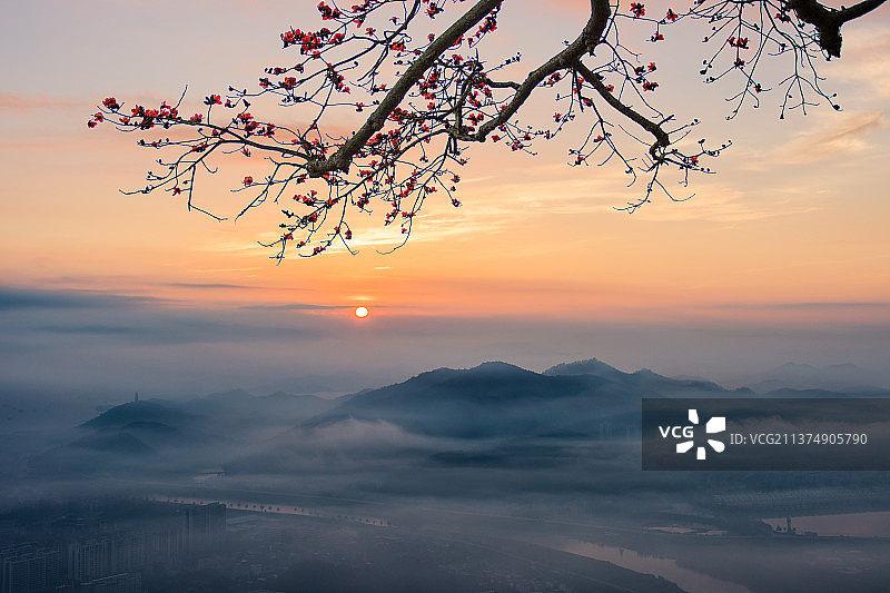 木绵红图片素材