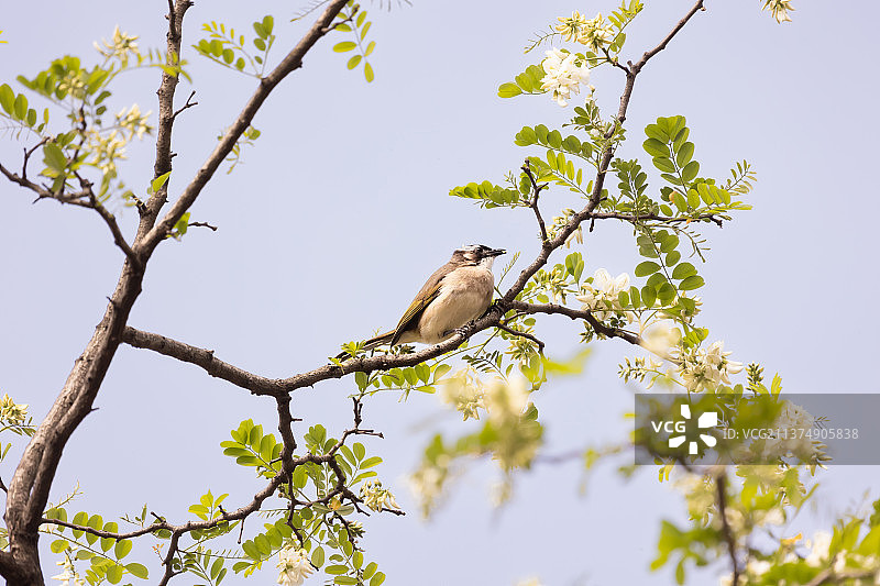 啄食槐花的白头翁低视角图图片素材