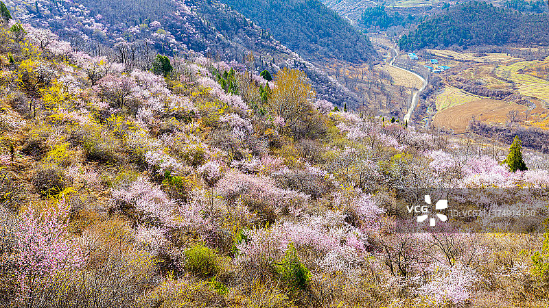 山花烂漫图片素材