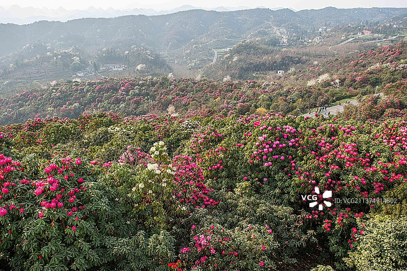 贵州百里杜鹃景区漫山遍野开满鲜花图片素材