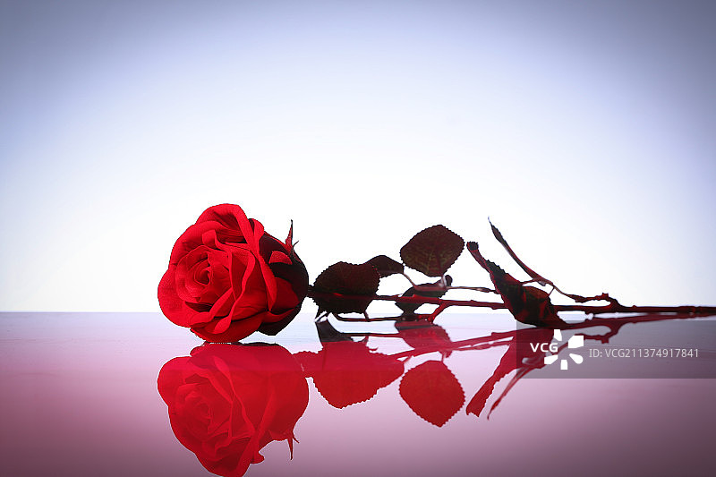 玫瑰花2图片素材