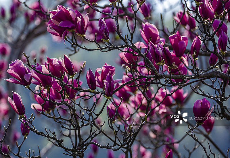 娇艳紫玉兰图片素材