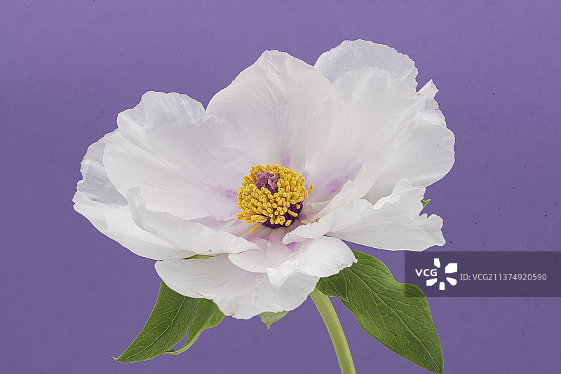 油画牡丹图片素材