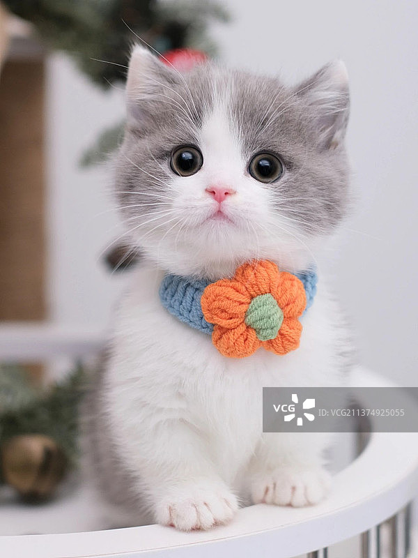 呆萌小短腿图片素材