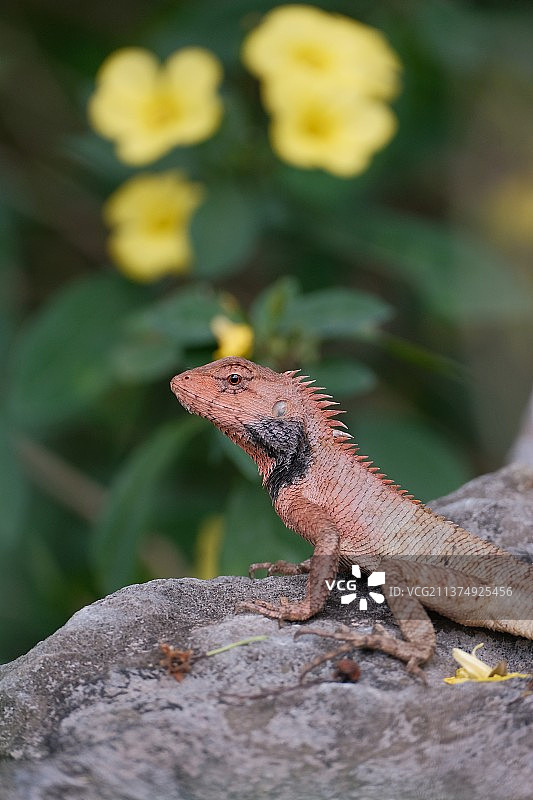 岩石上蜥蜴的特写镜头图片素材