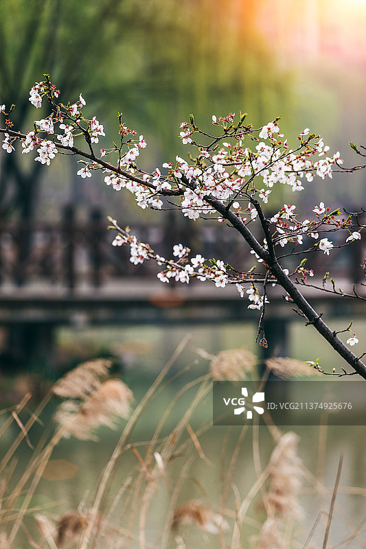 河南省洛阳市兴洛湖湿地公园春意盎然图片素材