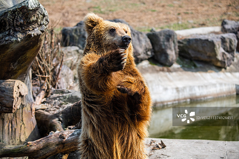 岩石上的熊的特写镜头图片素材